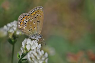 okgzl Hatay Mavisi (Polyommatus bollandi)