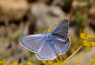 okgzl Hatay Mavisi (Polyommatus bollandi)