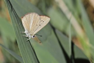 Danenko okgzls (Polyommatus dantchenkoi)