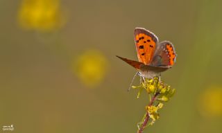 Benekli Bakr Gzeli (Lycaena phlaeas)