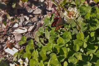 Benekli Bakr Gzeli (Lycaena phlaeas)