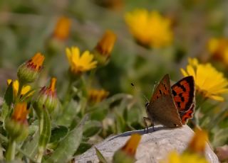 Benekli Bakr Gzeli (Lycaena phlaeas)