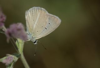 Çokgözlü Teresya, Saimbeyli Mavisi (Polyommatus theresiae)