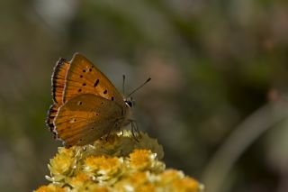 Orman Bakr Gzeli (Lycaena virgaureae)