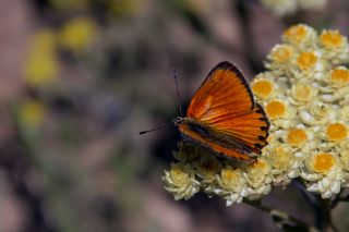 Orman Bakr Gzeli (Lycaena virgaureae)