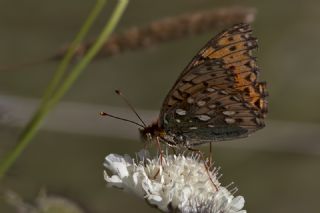 Gzel nci (Argynnis aglaja)