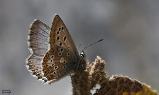 okgzl Balkan Mavisi (Aricia anteros )