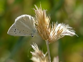 okgzl Poseydon Mavisi (Polyommatus poseidon)