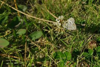 sli Bakr Gzeli (Lycaena tityrus)