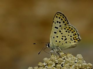 sli Bakr Gzeli (Lycaena tityrus)