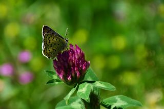 sli Bakr Gzeli (Lycaena tityrus)