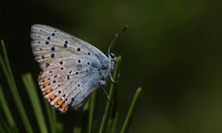 Byk Mor Bakr Gzeli (Lycaena alciphron)