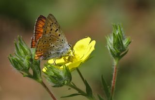 Byk Mor Bakr Gzeli (Lycaena alciphron)