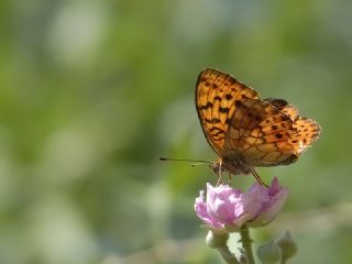 Brtlen Brentisi (Brenthis daphne)