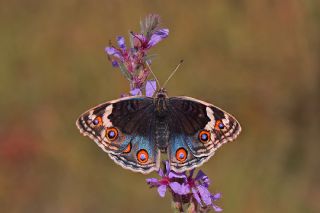 Dicle Gzeli (Junonia orithya)