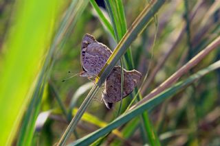 Dicle Gzeli (Junonia orithya)