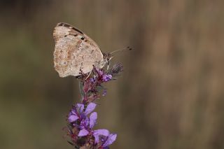 Dicle Gzeli (Junonia orithya)