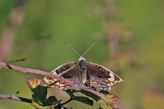 Dicle Gzeli (Junonia orithya)