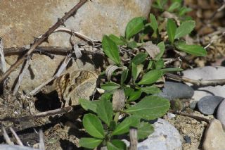 Dicle Gzeli (Junonia orithya)
