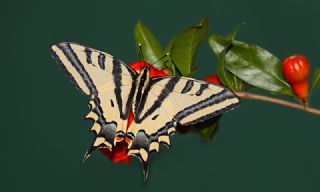 Kaplan Krlangkuyruk (Papilio alexanor)