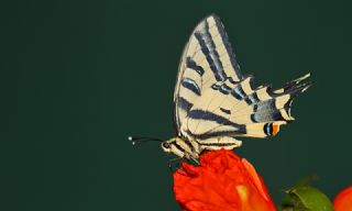 Kaplan Krlangkuyruk (Papilio alexanor)