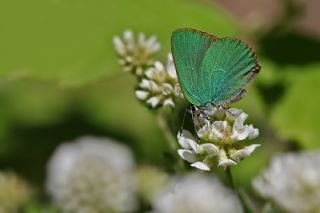 Byk Zmrt (Callophrys herculeana)