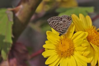 Mavi Zebra (Leptotes pirithous)