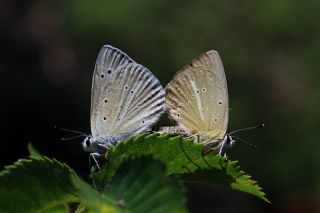 Ali Bali�nin �okg�zl�s�&nbsp;(Polyommatus&nbsp;alibalii)