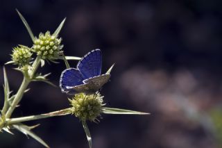 okgzl Gk Mavisi (Polyommatus bellargus)