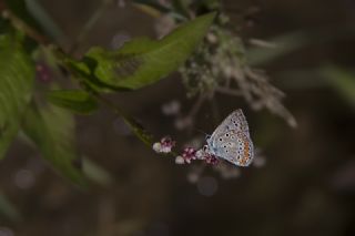 okgzl Meneke Mavisi (Polyommatus thersites)