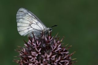 Dumanl Apollo (Parnassius mnemosyne)