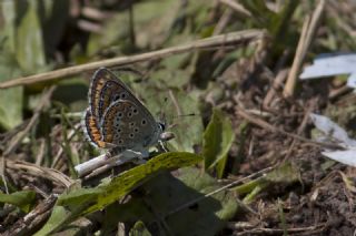 okgzl Esmer (Aricia agestis)