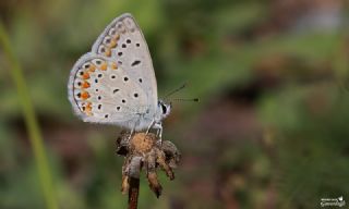 okgzl Mavi (Polyommatus icarus)