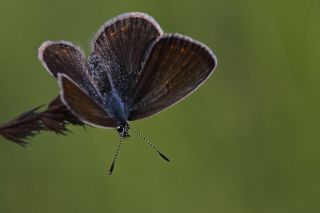 okgzl Mavi (Polyommatus icarus)