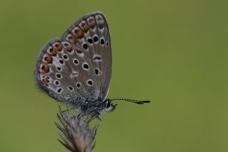 okgzl Mavi (Polyommatus icarus)