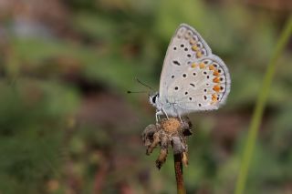 okgzl Mavi (Polyommatus icarus)