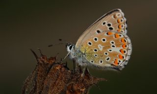 okgzl Gk Mavisi (Polyommatus bellargus)