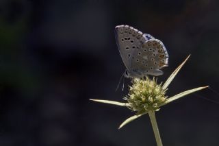 okgzl Gk Mavisi (Polyommatus bellargus)