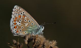 okgzl Gk Mavisi (Polyommatus bellargus)