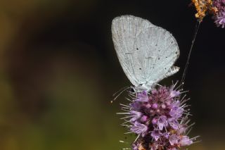 Kutsal Mavi (Celastrina argiolus)