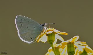 Kutsal Mavi&nbsp;(Celastrina&nbsp;argiolus)