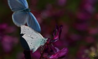 Kutsal Mavi (Celastrina argiolus)