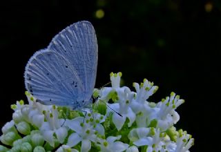 Kutsal Mavi (Celastrina argiolus)