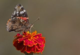 Atalanta (Vanessa atalanta)