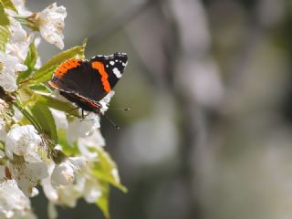 Atalanta (Vanessa atalanta)