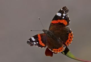 Atalanta (Vanessa atalanta)