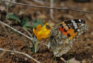 Diken Kelebei (Vanessa cardui)