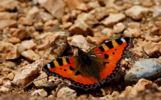 Aglais (Aglais urticae)