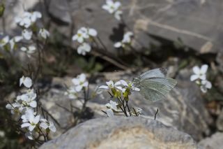 Da Beyazmelei (Pieris ergane)