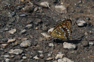 Byk nci (Argynnis adippe)